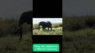 TANZANIE  SAFARI au parc national de Mikumi reportage des éléphants [upl. by Jacintha]