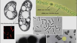 L1SA  Cours de Microbiologie Générale  Partie 2  Bactériologie suite 1 [upl. by Esiuol229]