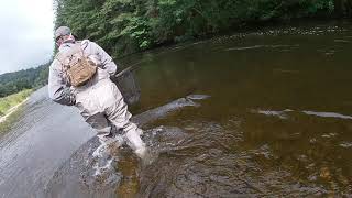 River Tweed Fly fishing [upl. by Tremayne608]