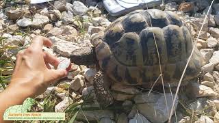 Wurmkuren für Schildkröten  Wie mache ich das [upl. by Melar]