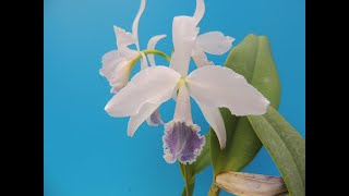 Cattleya labiata fcoeruleaMilky Way orchid [upl. by Rigdon]