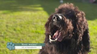 Rashond van de week Labradoodle [upl. by Ateuqal]