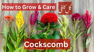 How to grow amp care cockscomb plant celosia  Brilliant House Plant [upl. by Irrej]