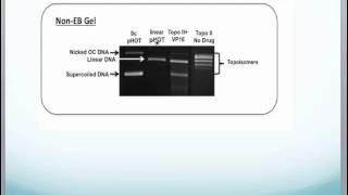 Topoisomerase II Drug Screening Kit Protocol in Theory and Practice [upl. by Assenal]