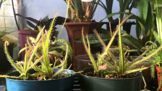 How to grow Carnivorous plants Detailed King Sundew Drosera regia Care and Culture [upl. by Anaj]