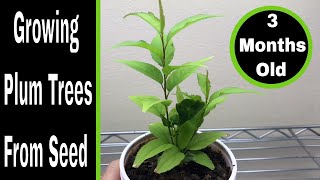 How To Grow Plum Trees From Seed 03 Months [upl. by Yancy]