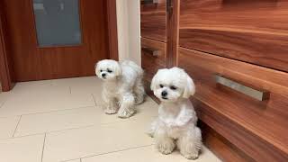 MALTESE PUPPIES MEET OUR NEW CAT [upl. by Atnamas]