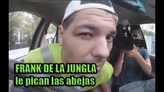 A Frank de la jungla le pican las abejas vídeo de risa  supervivencia [upl. by Micah606]