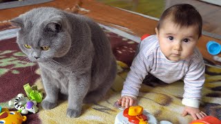 British Shorthair Cat vs Baby [upl. by Dlanar]