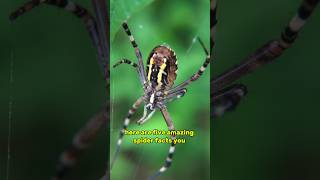 Top 5 Amazing Facts About Spiders facts top10amazingfactsoftheworld [upl. by Ahsak966]