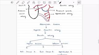 Vermiform appendix Part 2  Blood supply  Nerve supply l Lymphatic drainage [upl. by Volding]