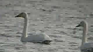 Whooper Swan Pair [upl. by Teplica]