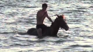 Tyler Swimming Horses [upl. by Bach]