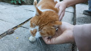 This cat enjoys being petted by humans [upl. by Roede]