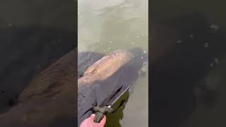 carp release 38lb  carp fishing pavyottsmillfisherytrakker korda nashtackle catchandrelease [upl. by Acirre]