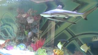 Huge private shark tank with fish [upl. by Ettenoitna]