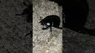 coleottero coleoptera [upl. by Jet]