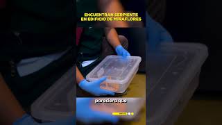 🚨🐍 Una serpiente fue encontrada en un edificio multifamiliar en el distrito de Miraflores  VERTICAL [upl. by Sherman]