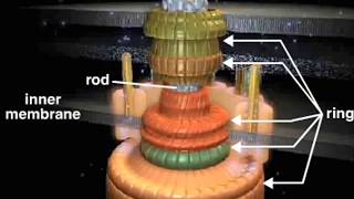 bacterial flagellum [upl. by Worl]