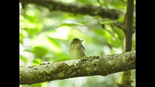 7124  Birding Log  RavennaCowen Park Seattle [upl. by Notlim]