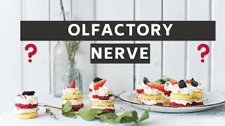 Olfactory nerve  Olfactory Pathway Sense of smell Olfactory cortex  Anosmia  Olfaction [upl. by Ttej]