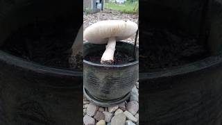 White Dapperling Toadstool 🍄🍄🧚‍♀️ shorts nature garden gardening wildflowers shortsfeed [upl. by Bicknell]