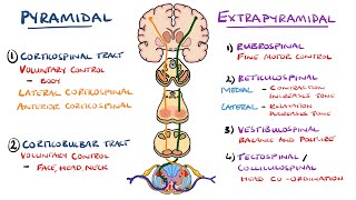 Extrapyramidal and Pyramidal Tracts  Descending Tracts of the Spinal Cord  Includes Lesions [upl. by Anilesor483]