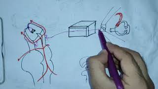 TROCHLEAR NERVE CRANIAL NERVE IVneuroanatomy4rthcranialnerveanatomyneurologyneurosciences [upl. by Shiau]