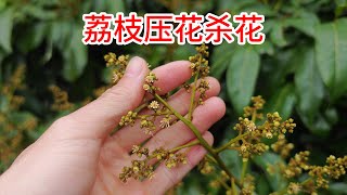 荔枝妃子笑少量幾朵雄花開，打乙烯利多效唑，壓花延緩一下A few male flowers of Litchi Feizixiao bloom apply ethephon [upl. by Aihcrop807]