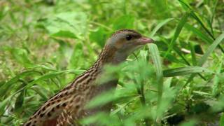 The corncrake Crex Crex [upl. by Noral]