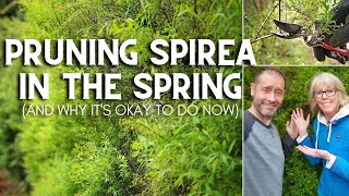 ✂ 😲 Pruning Spirea in the Spring And Why Its Okay To Do Now 😲 ✂ [upl. by Duhl876]