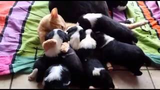 Cat breastfeeding puppies  Chat allaite chiots [upl. by Naiva]