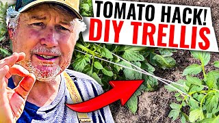 The STRONGEST Tomato Trellis Youll Ever Need In The Garden [upl. by Bergeron539]