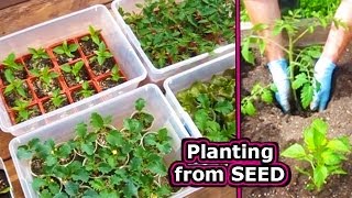 How to Start Tomato Seed Germinate vegetable plant seeds grow garden tomatoes [upl. by Thgiwd454]