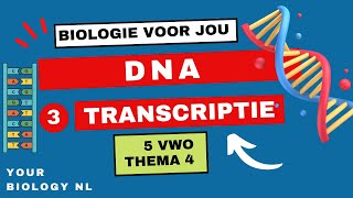 5 vwo  DNA  3  Transcriptie [upl. by Iahcedrom601]