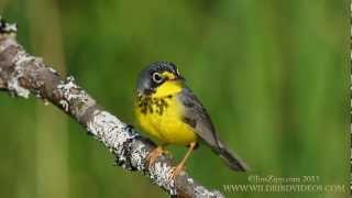 Canada Warbler [upl. by Cynthie]