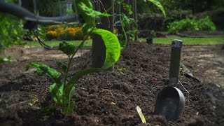 How To Plant Passionfruit And Tamarillos [upl. by Hough342]