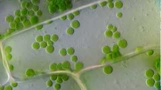 Cyclosis  Cytoplasmic streaming in plant cells Elodea  DIC microscope 1250x [upl. by Idner959]