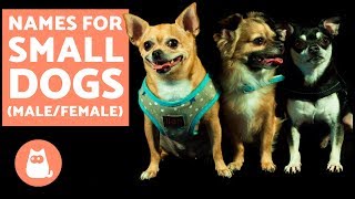 The Best Small Dogs Names  Male amp Female [upl. by Adnoryt]