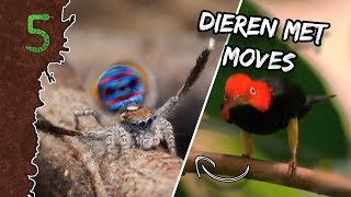 Freeks 5  Dieren met moves [upl. by Maisie]