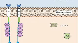 Receptor tyrosine kinase Structure and Activation [upl. by Laehcimaj]