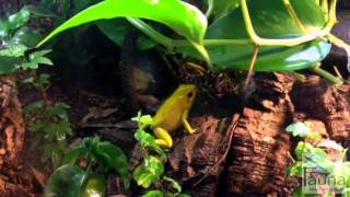 Female Phyllobates Terribilis Calling [upl. by Skees918]