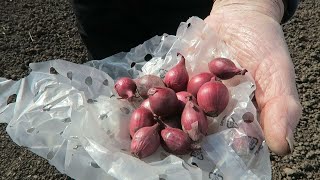 Planting Onion Sets Sowing Carrot seed Fertilizing Strawberries [upl. by Bengt99]