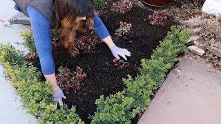 How I Take Care of Hellebores in the Spring ✂️🌿 Garden Answer [upl. by Sirovart819]