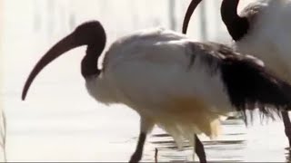 Nile Ibis Birds Create Swimming Pools  BBC Earth [upl. by Aitselec214]