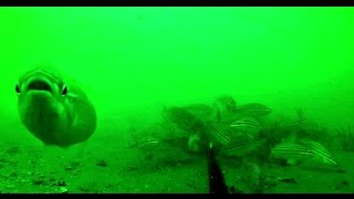 Underwater in Moreton Bay  50ft down  Attack of the Wobbegong [upl. by Dorey986]