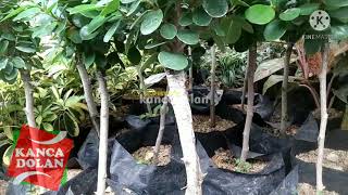 Harga Bahan Bonsai Beringin Dolar  Stek Batang Pohon Beringin  Bonsai Pemula [upl. by Huei]