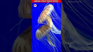 Jellyfish যেভাবে মানুষকে কামড়ায়😱 How Jellyfish Sting Works shorts ytshorts facts [upl. by Acireh238]