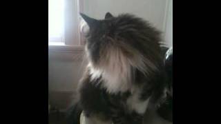 Our Maine Coon chirps and talks to wake us up [upl. by Lednyc737]