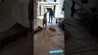 Harry ko dawai nahi khani🤣 funny labrador doglover medicine running shortytshorts [upl. by Ahsitniuq]